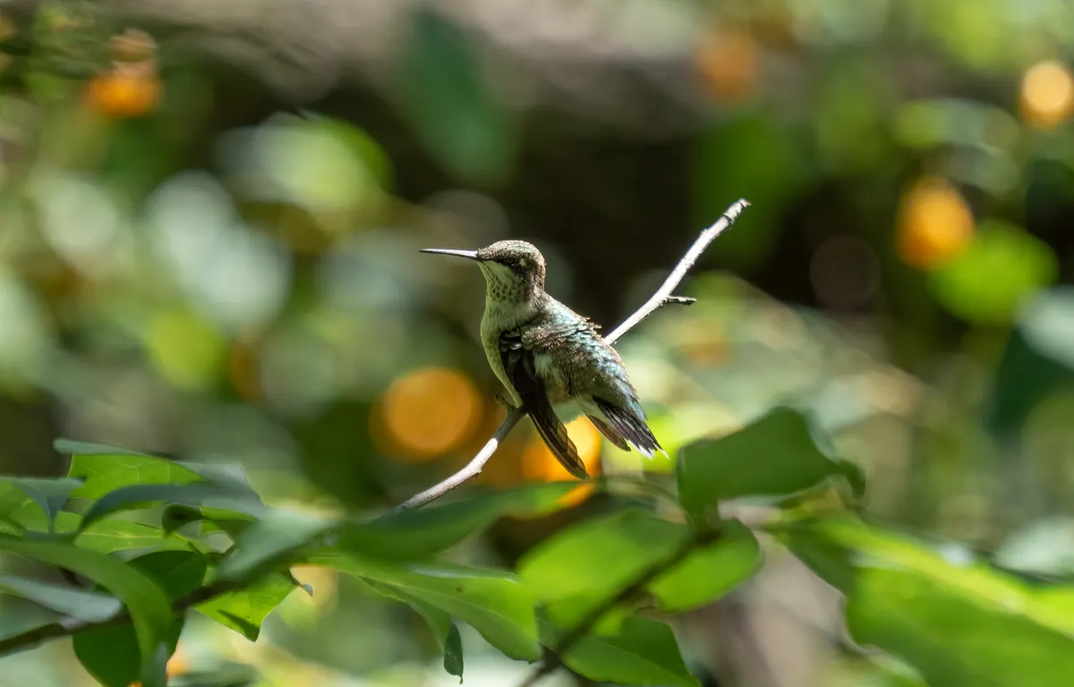 Ruby-throated hummingbird hovering with blurred wings showing flight dynamics