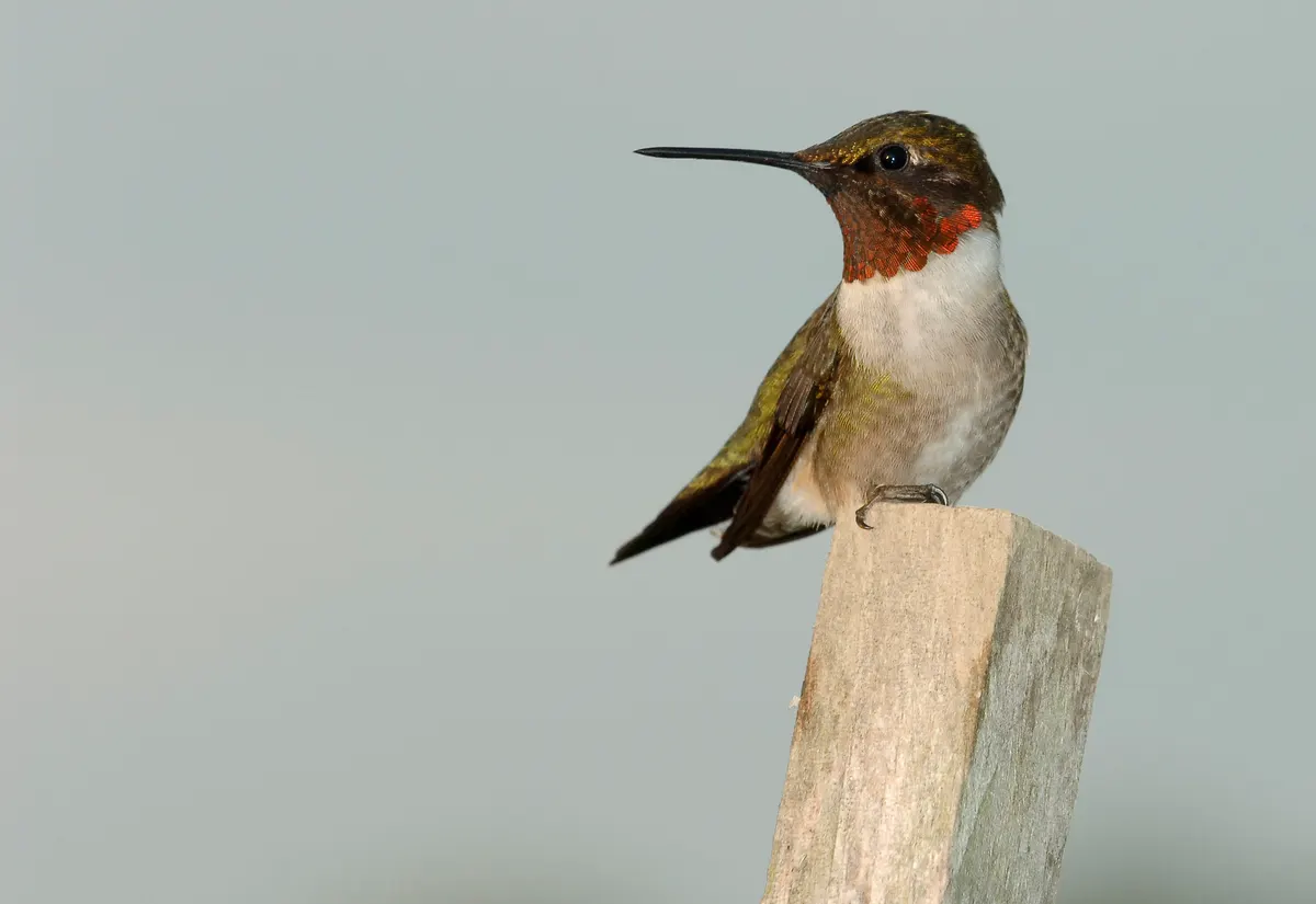Male ruby-throated hummingbird perched on top of a garden plant stake