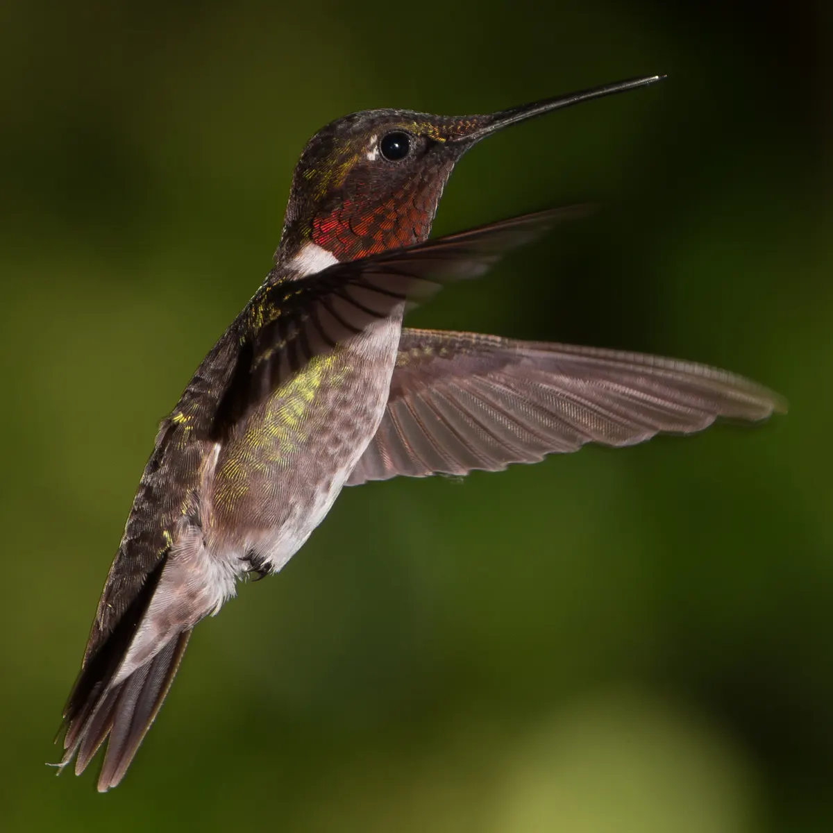 Male ruby-throated hummingbird with shimmering red throat and green back hovering in the air