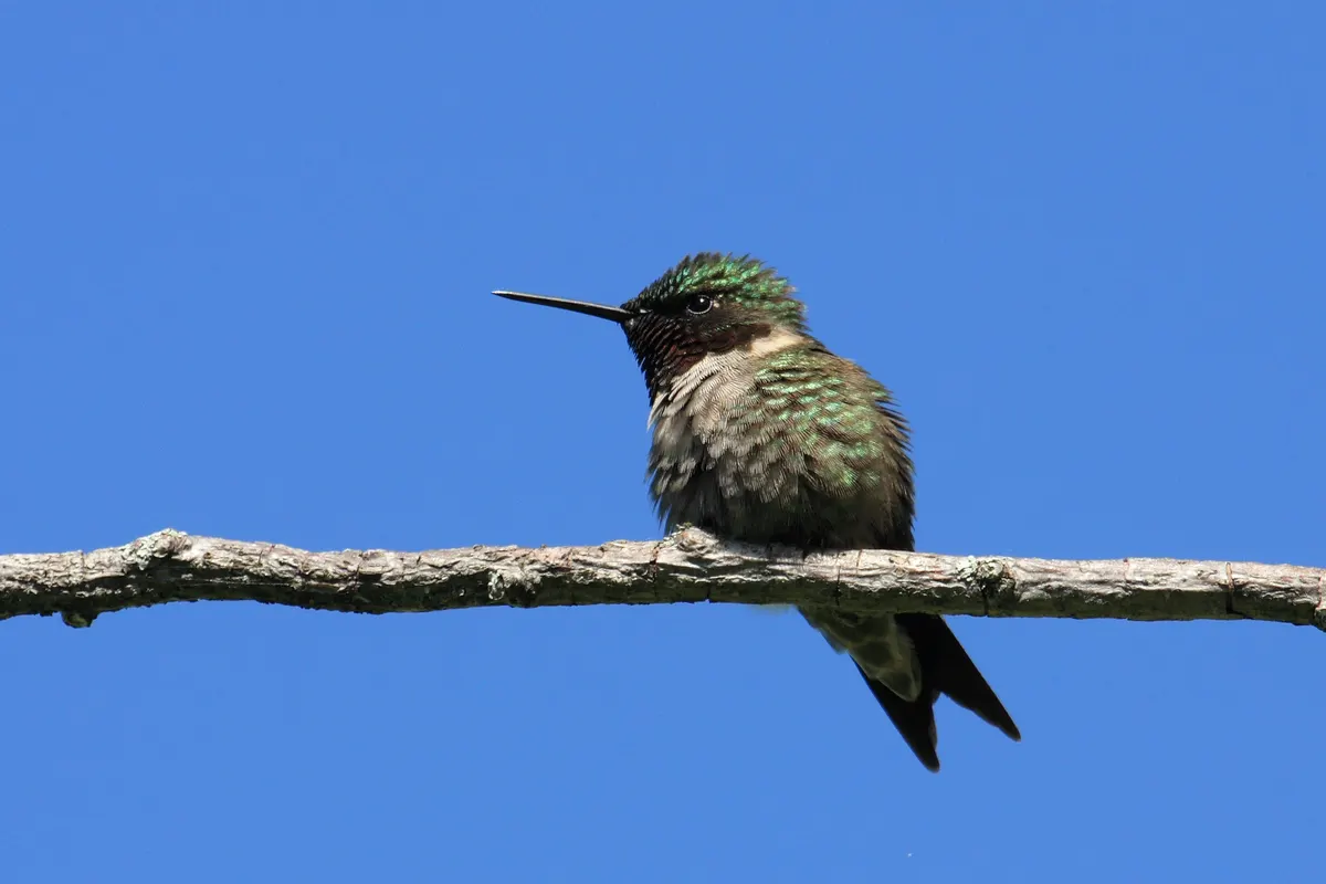 Ruby-throated hummingbird male perched on a twig in Quebec, Canada