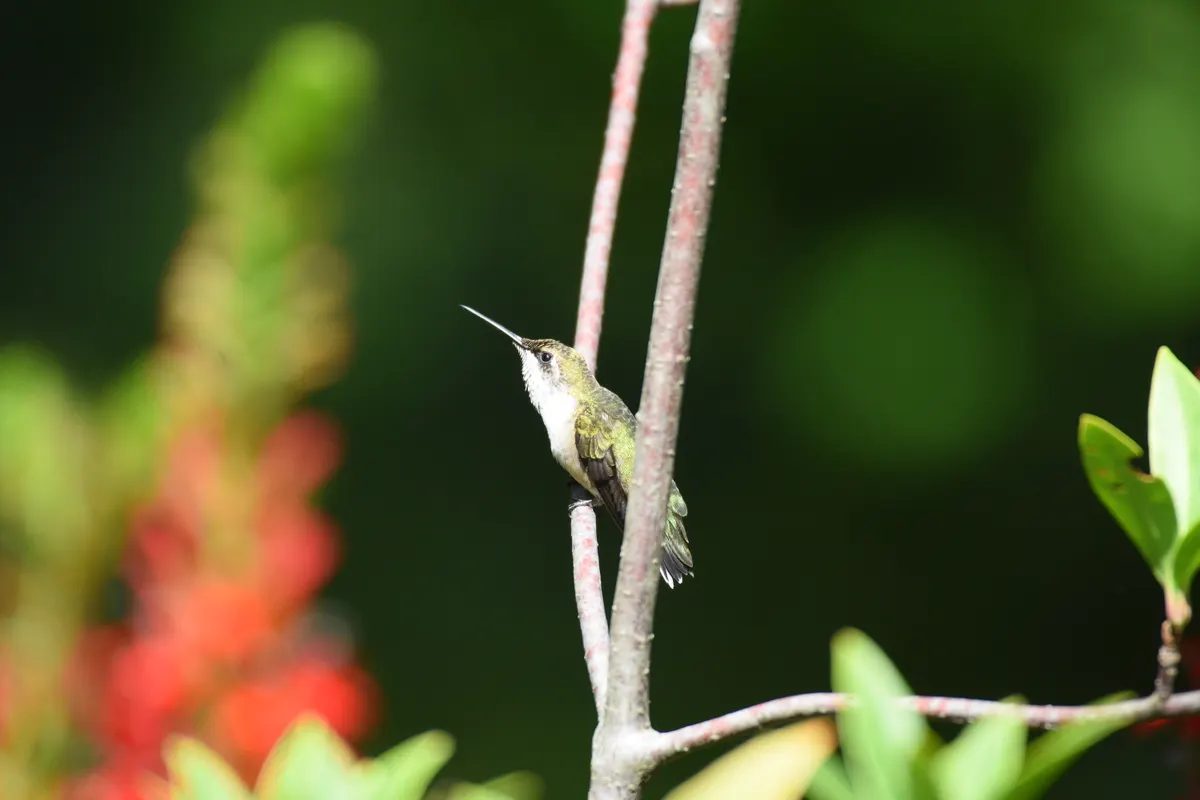 Female ruby-throated hummingbird perched on a thin garden twig, showing its tiny size