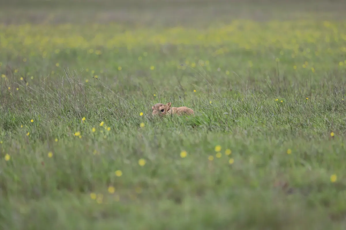 Newborn saiga calf lying concealed in spring grass