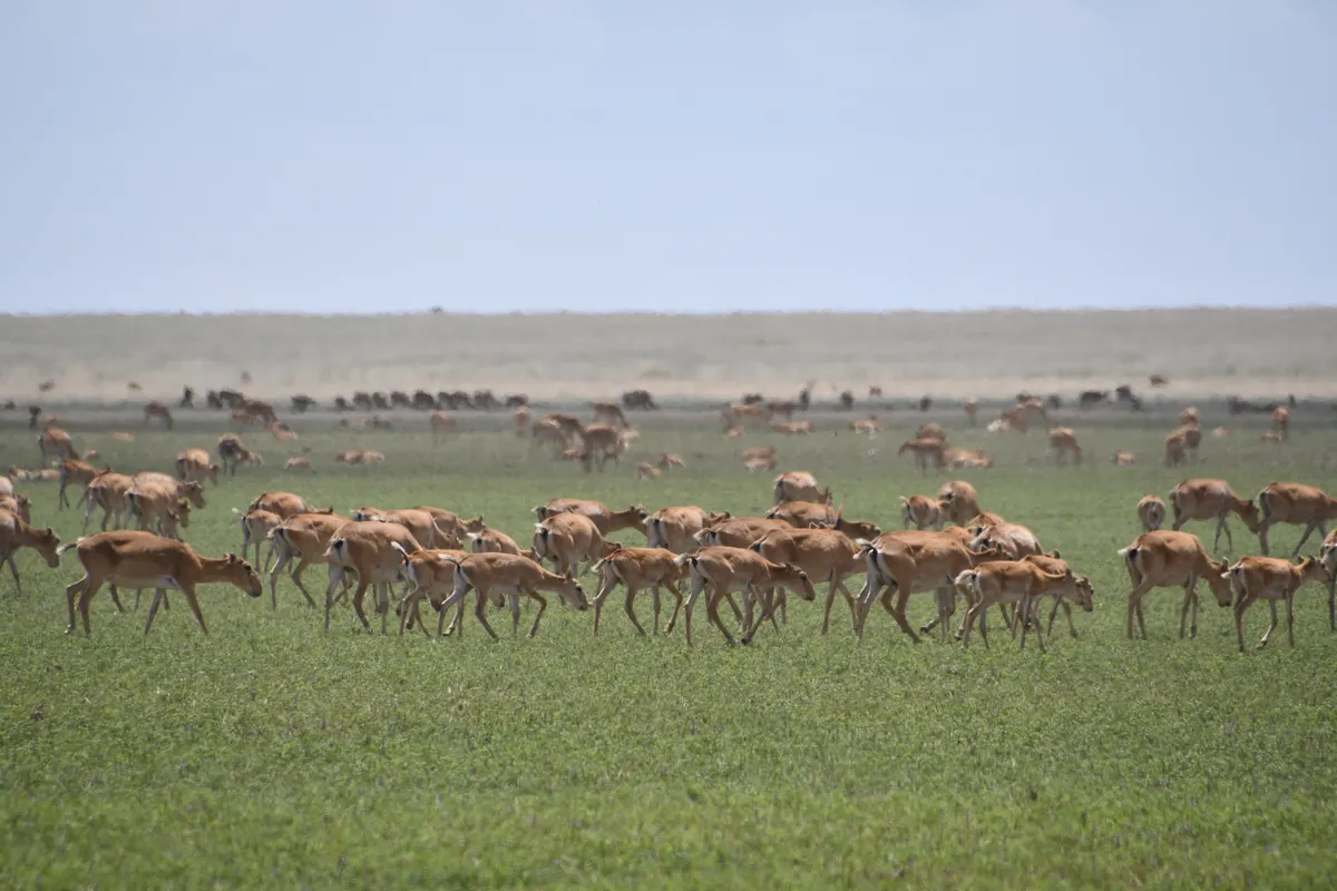Saiga antelopes feeding among sparse steppe plants