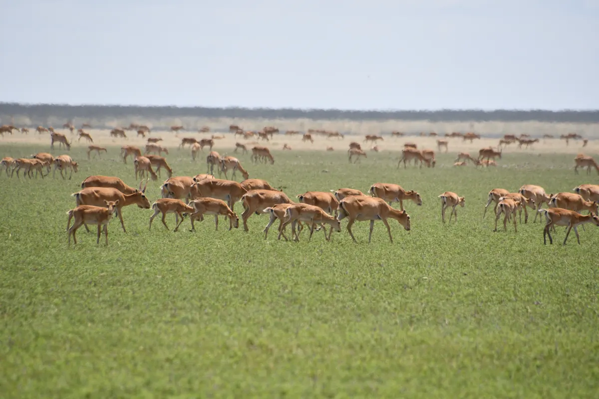 Multiple saiga antelopes traveling together across the steppe