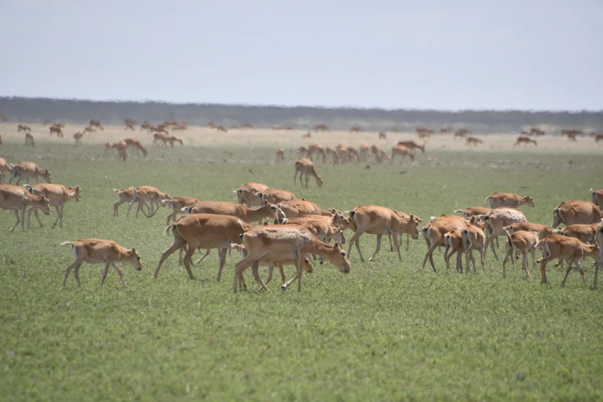 Saiga herd spread across flat dry grassland in Kazakhstan