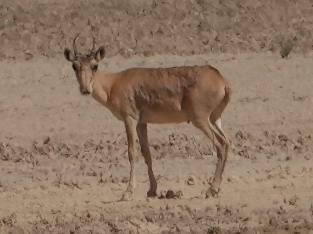 Mongolian saiga standing in arid desert-steppe