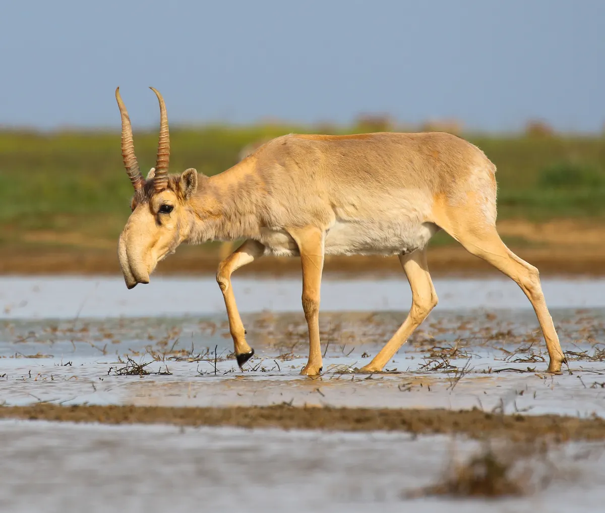 Wild saiga antelope standing at a waterhole with its enlarged nose visible