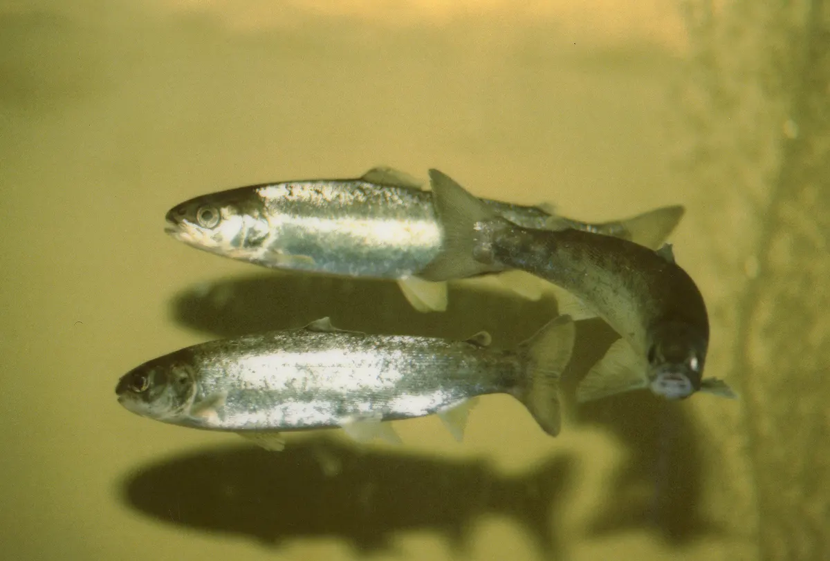 Young Atlantic salmon smolts in water