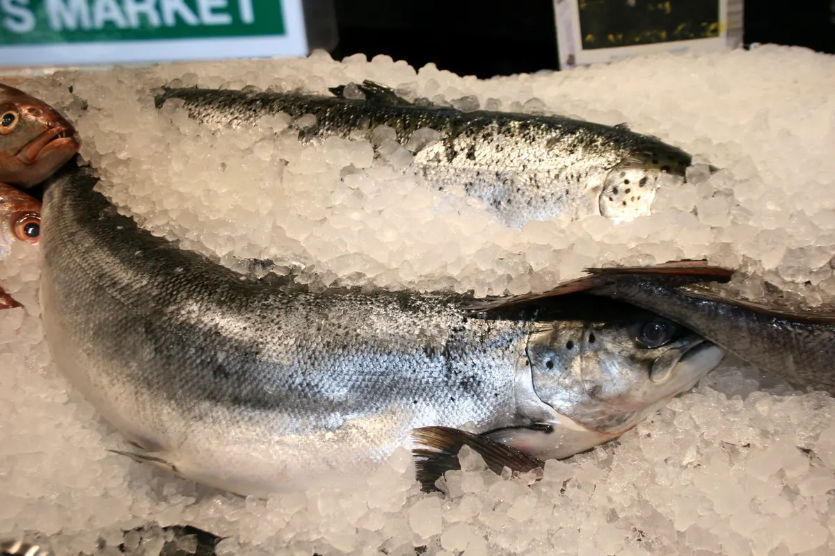Close-up of an adult Atlantic salmon in clear water