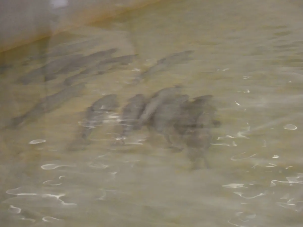 Young Atlantic salmon swimming upstream in a river