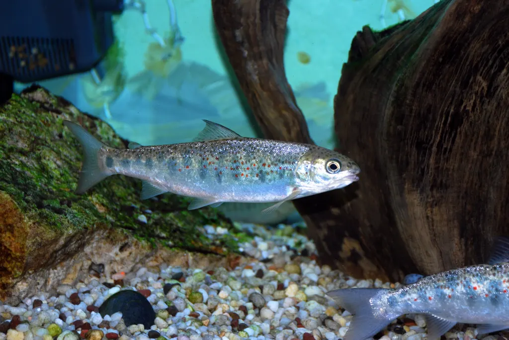 Atlantic salmon pre-smolt swimming in freshwater habitat