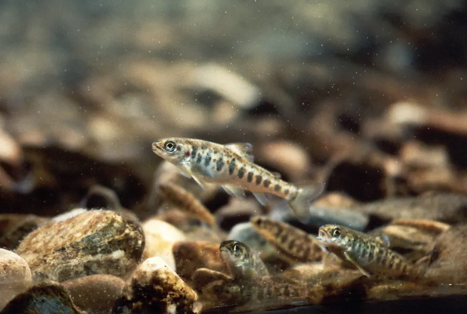 Young Atlantic salmon parr in stream water