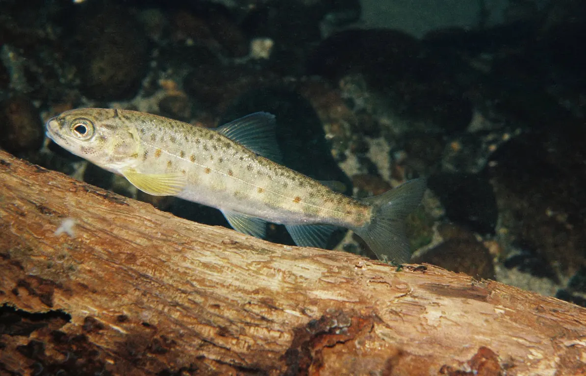 Juvenile Atlantic salmon resting beside a submerged log