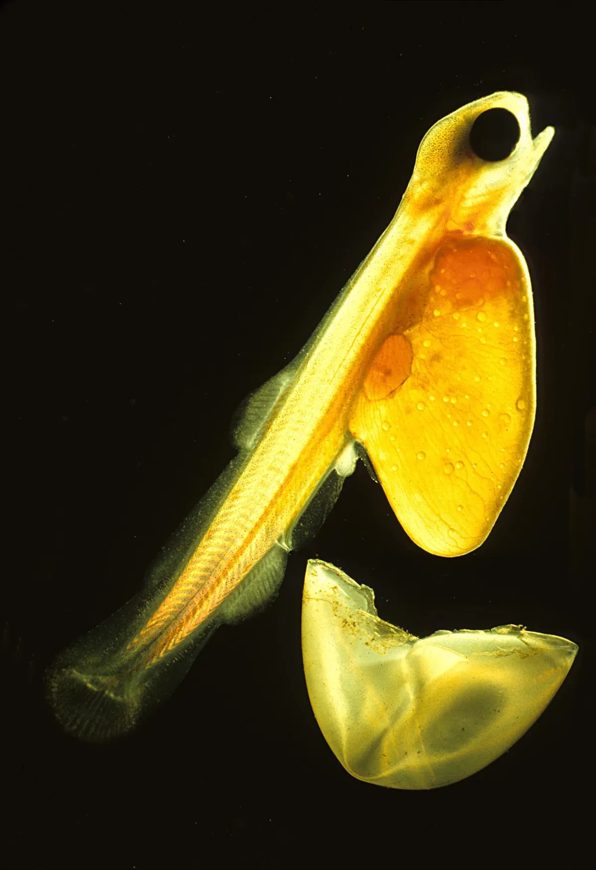 Very young salmon larvae after hatching