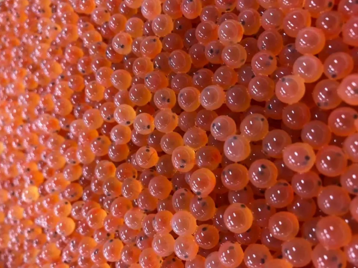 Atlantic salmon eggs with visible developing eyes