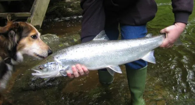 Atlantic salmon in a rocky river environment