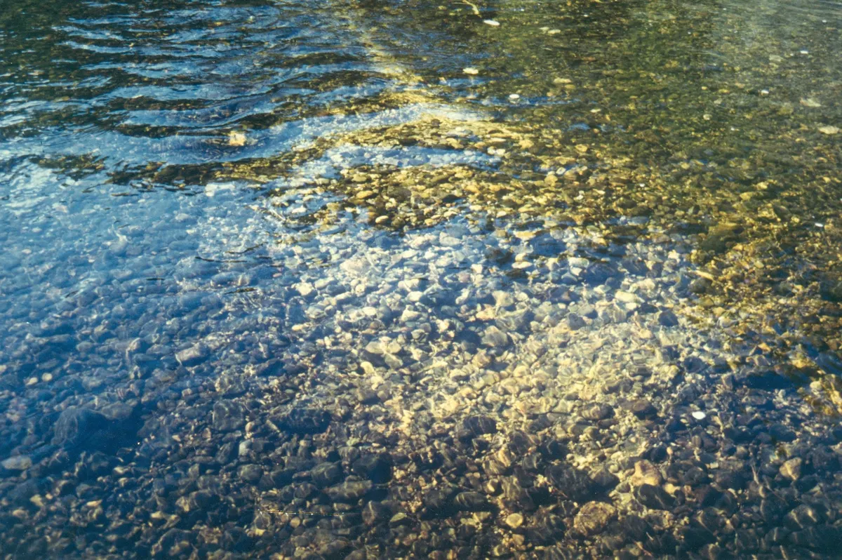 Sunlit gravel stream habitat for Atlantic salmon