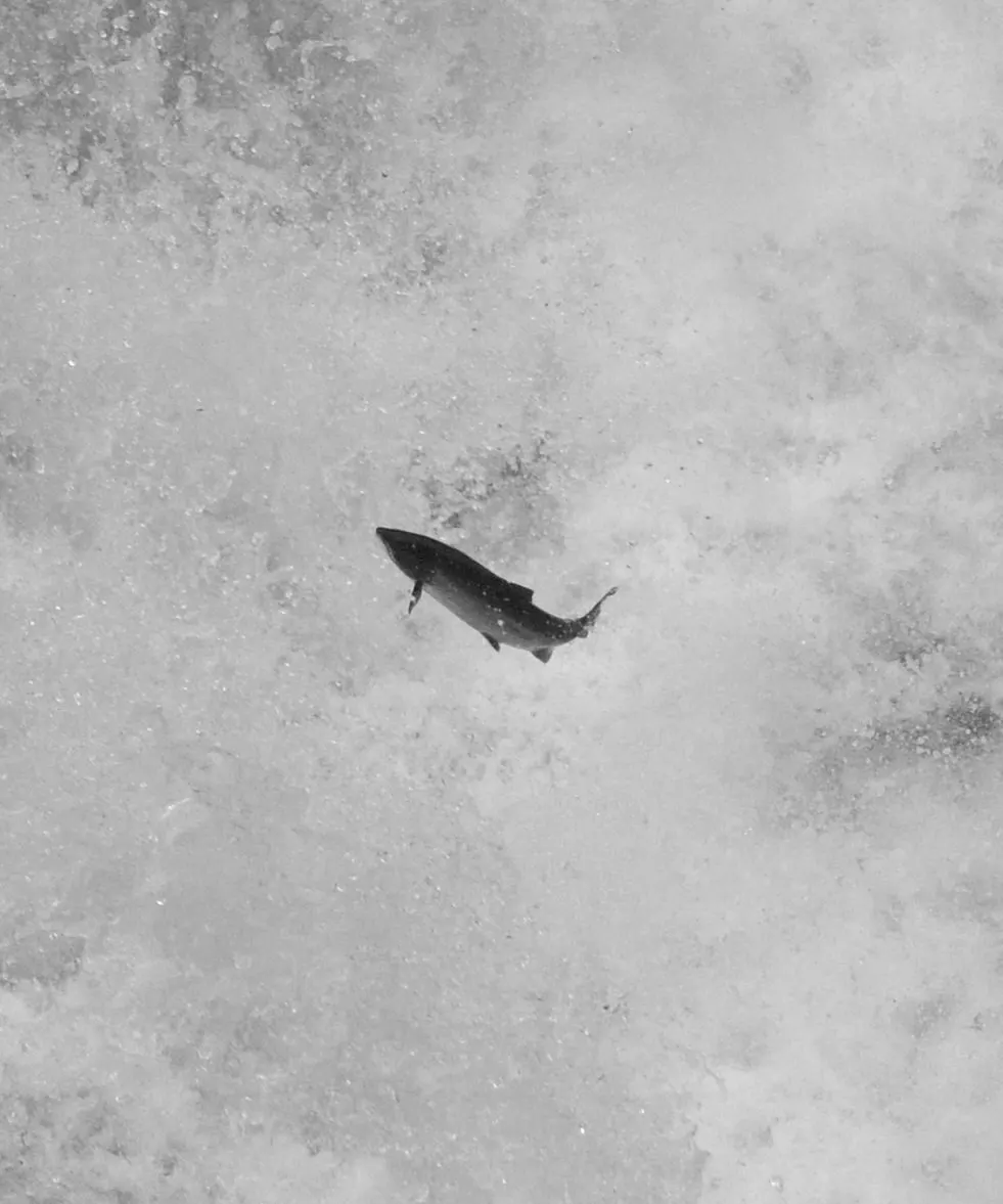 Salmon leaping through a waterfall during migration