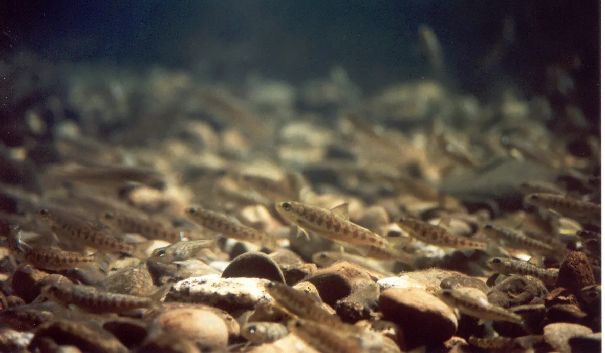 Young salmon parr in a stream