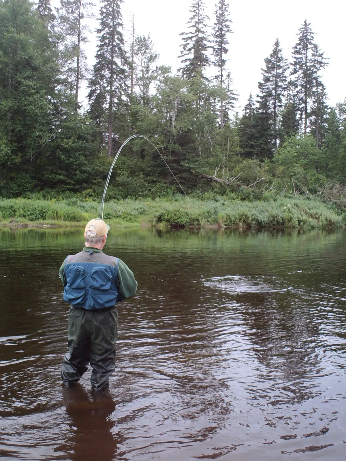 Atlantic salmon leaping in a river