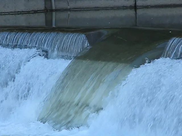 Atlantic salmon swimming upstream in a river