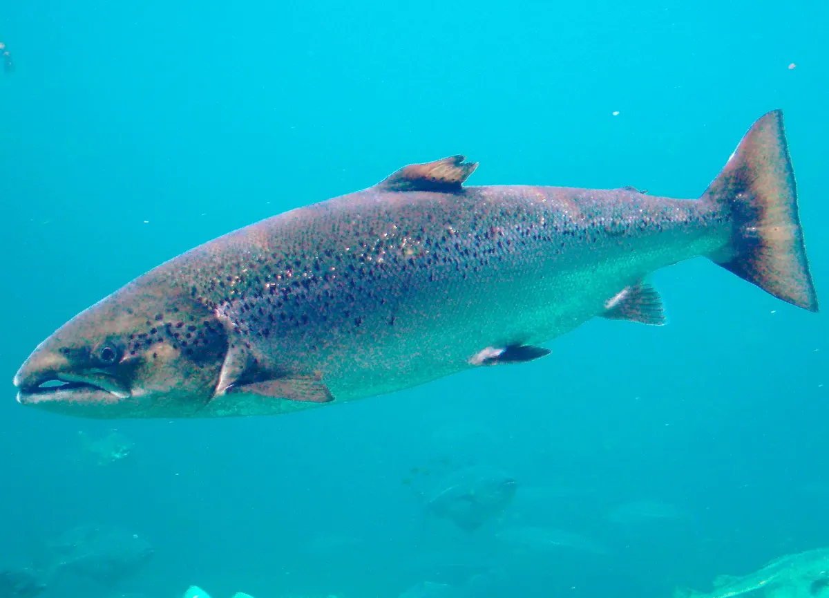 Adult Atlantic salmon showing full silver body length