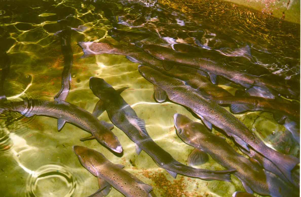 Adult Atlantic salmon swimming in water