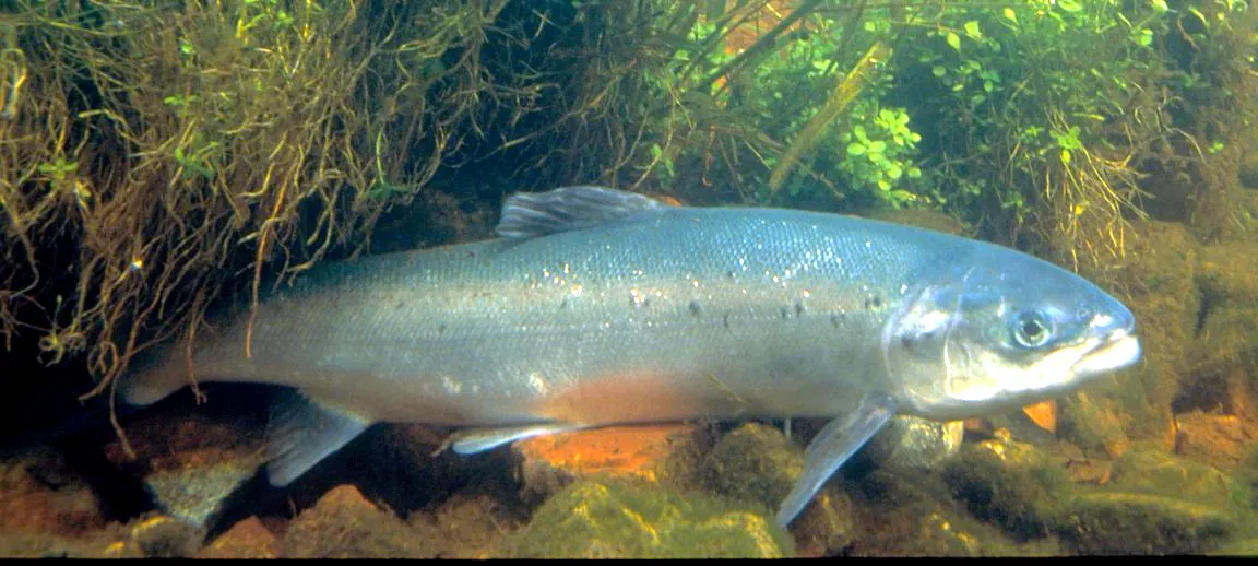 Atlantic salmon in open water habitat
