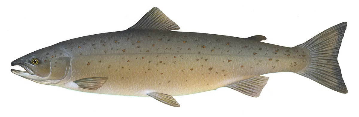 Atlantic salmon showing the full length of an adult fish