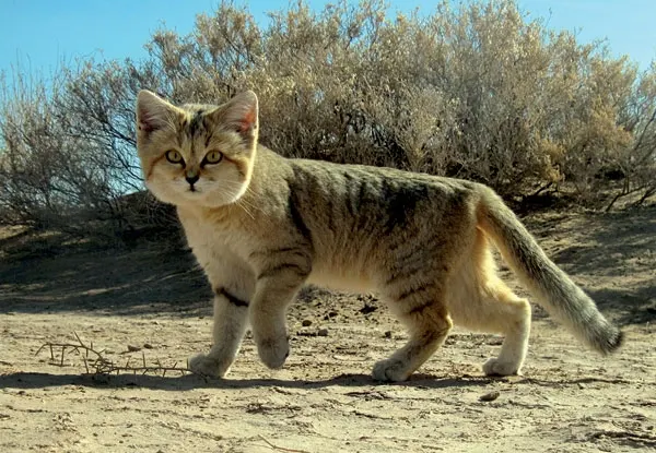 Young sand cat kitten with pale fur in desert setting