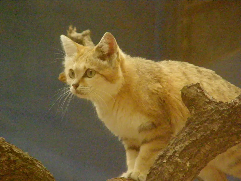 Sand cat crouched low while stalking prey in desert sand