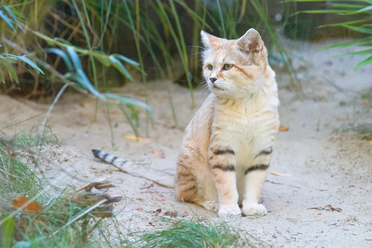 Sand cat with thick sandy coat adapted for desert life