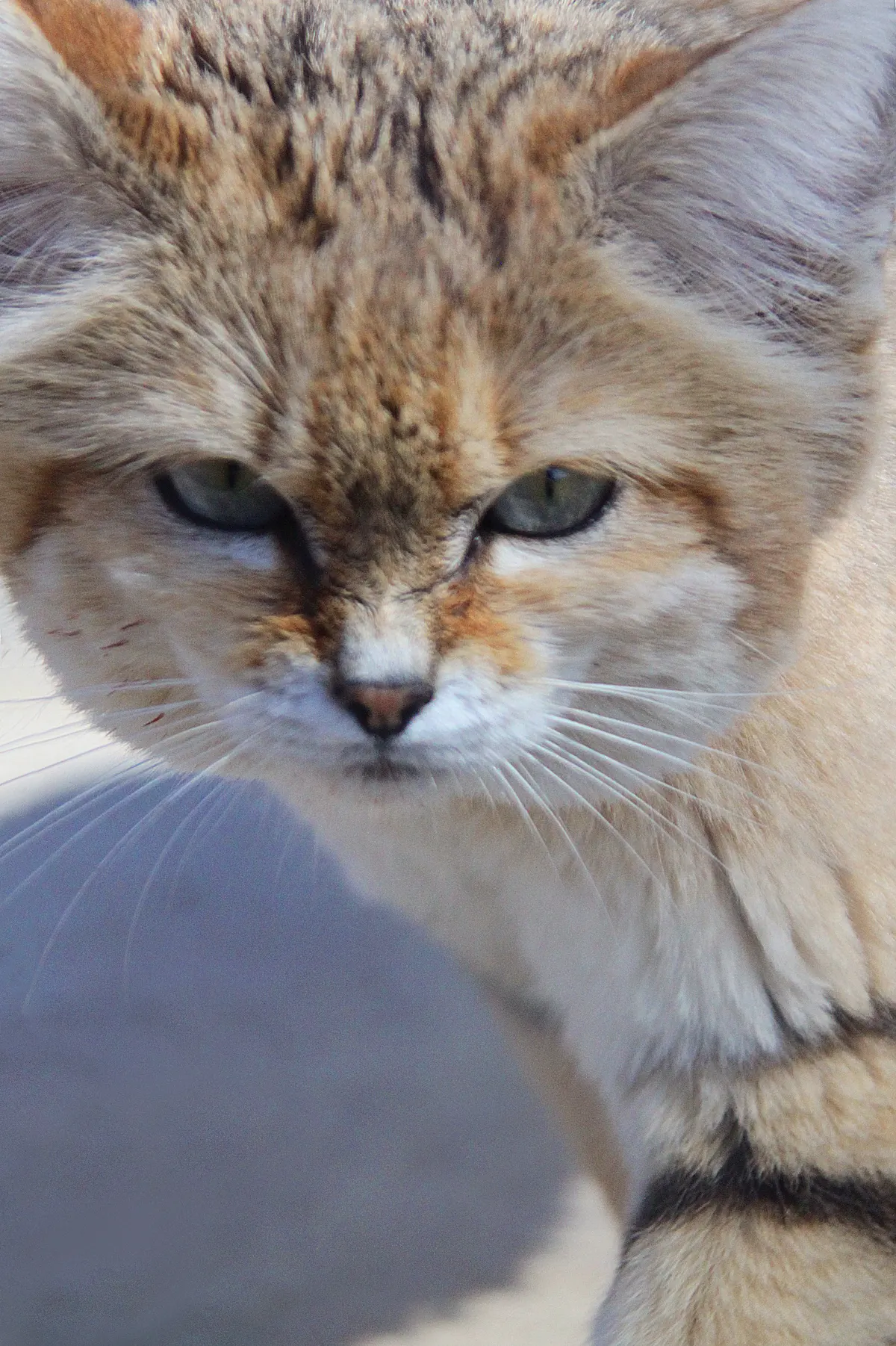 Sand cat resting on pale sand in desert terrain