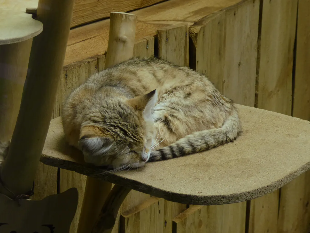 Sand cat in arid habitat within its desert range in Israel