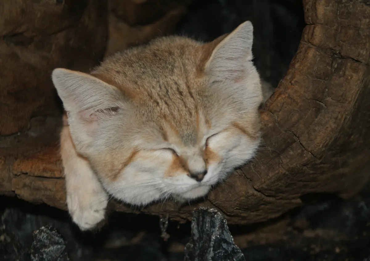 Sand cat with pale sandy fur and large ears