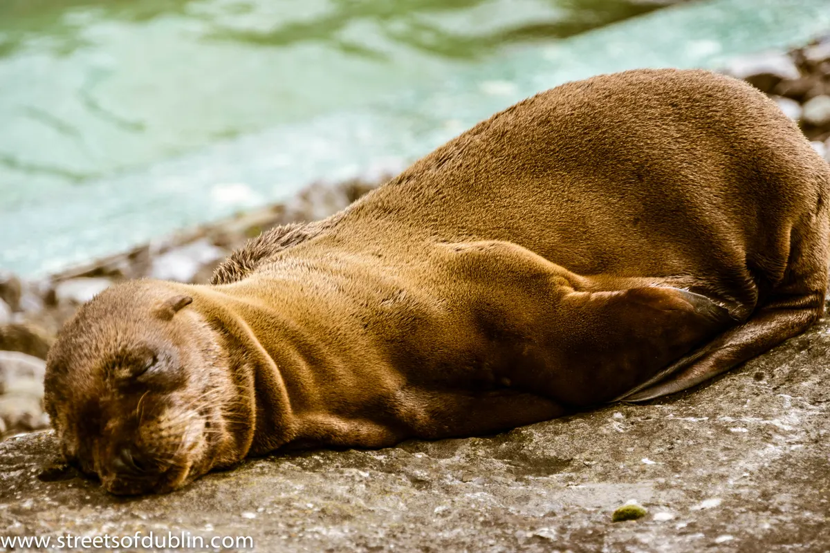 Newborn California sea lion pup resting beside its mother on land
