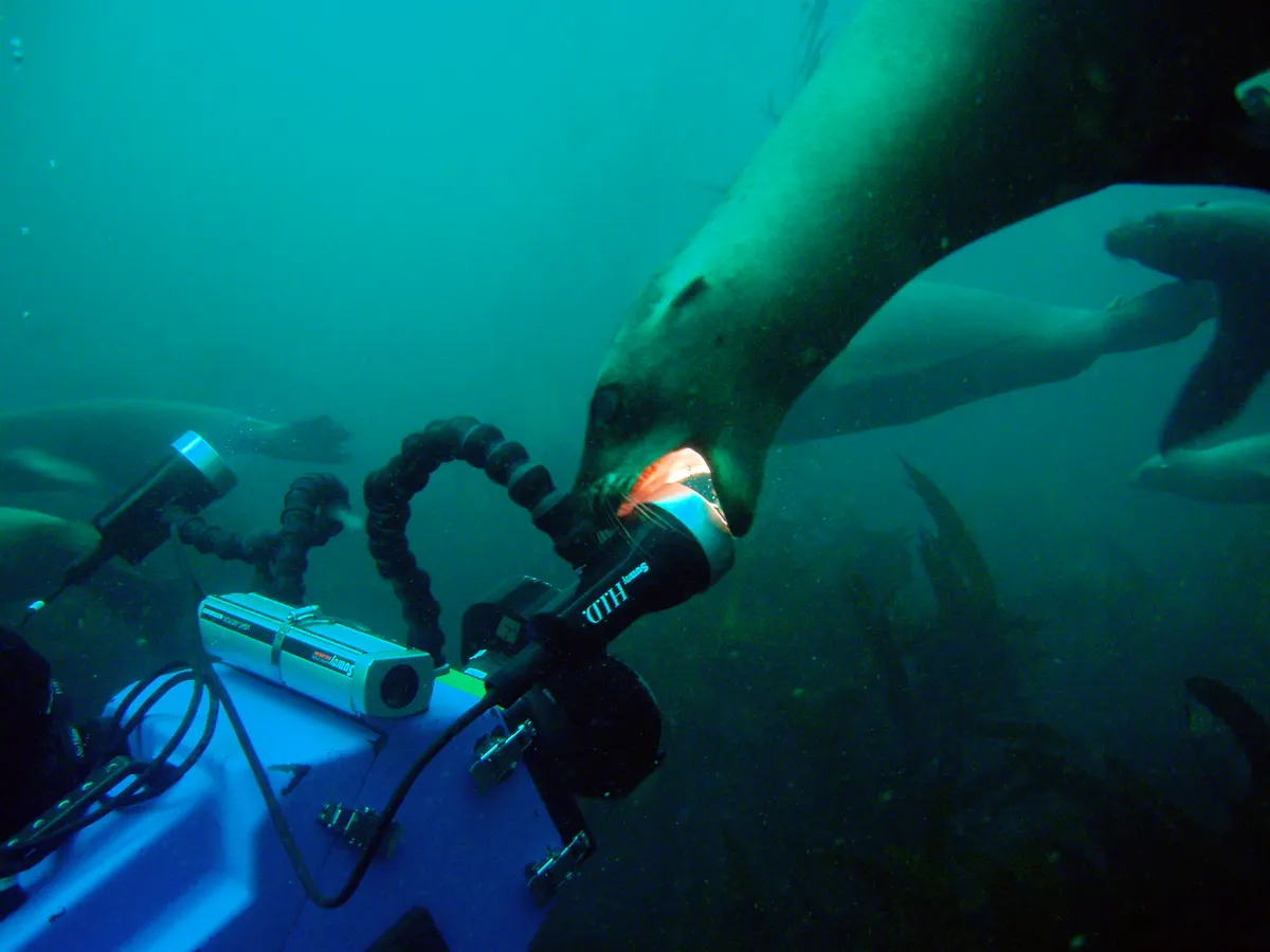 California sea lion swimming underwater near kelp while investigating a camera