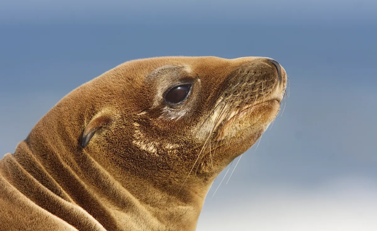 Female California sea lion hauled out on rocks along the central California coast