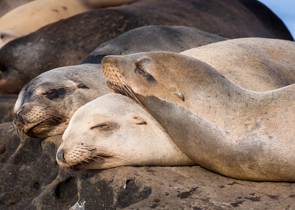 California sea lions sleeping on coastal rocks above the surf