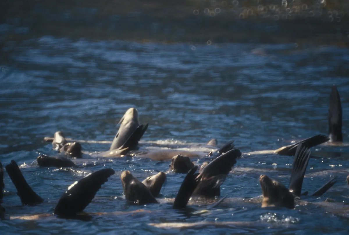 Herd of California sea lions swimming near Anacapa Island in the Channel Islands