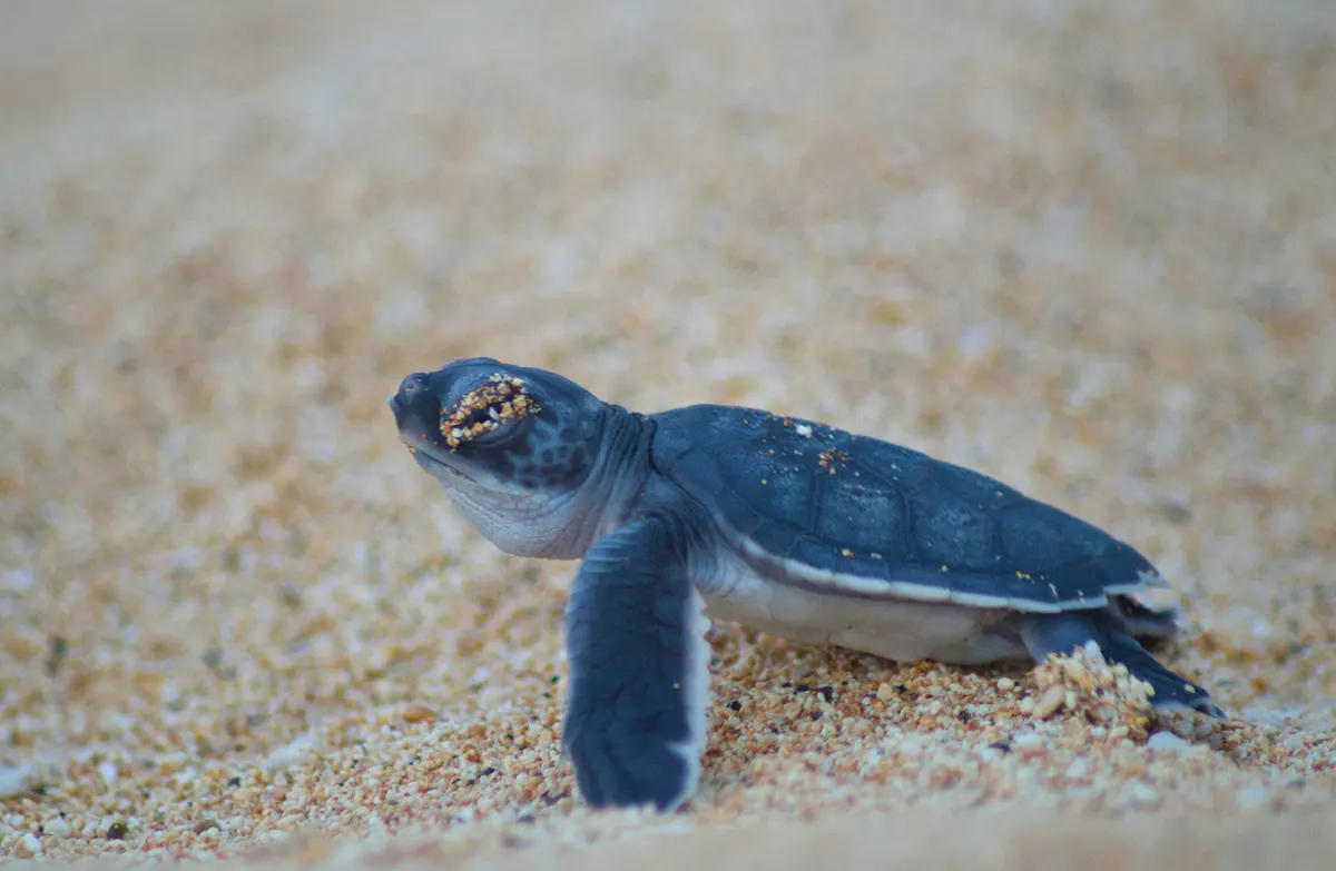 Tiny green sea turtle hatchling on sand