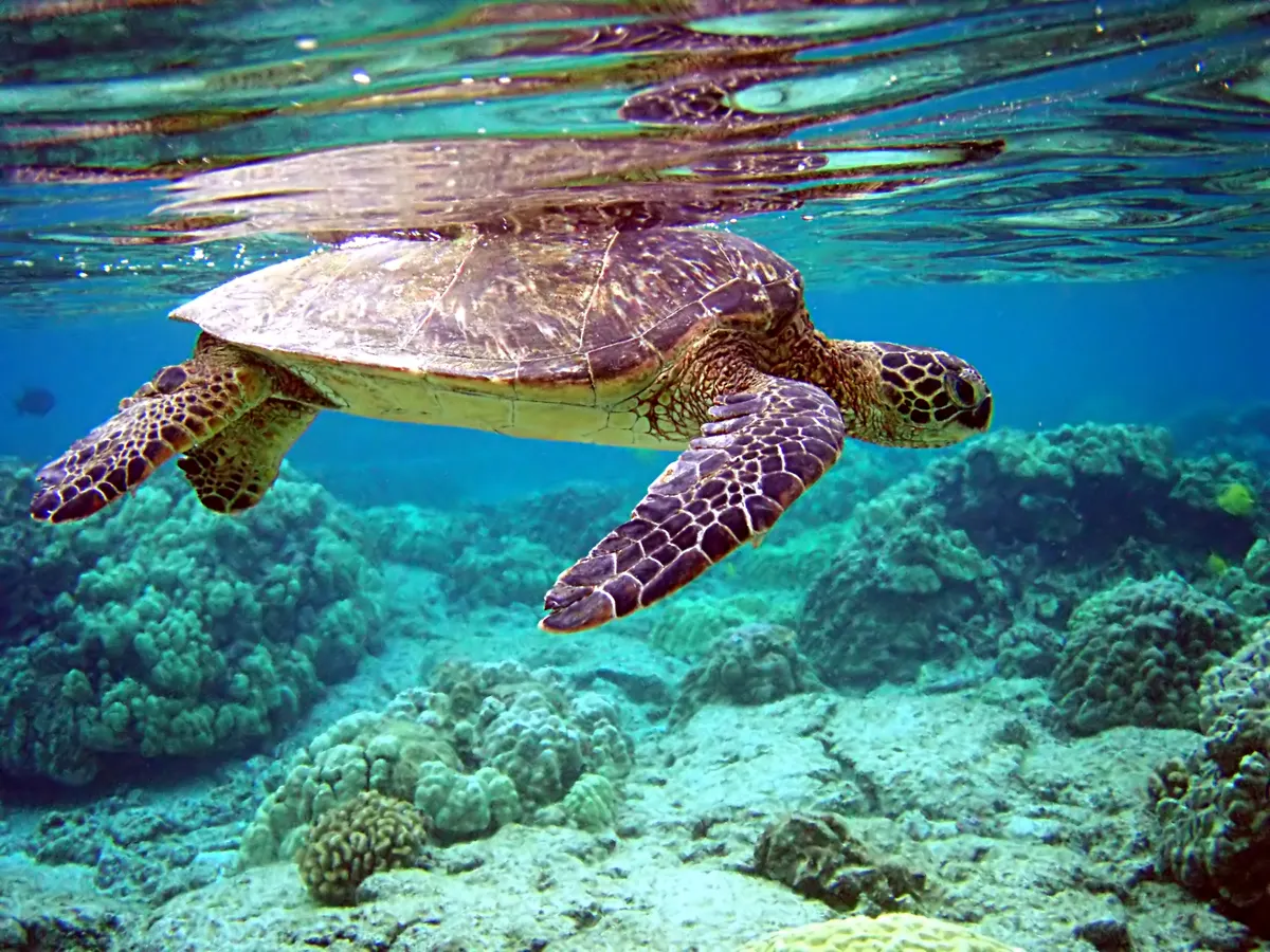 Close-up green sea turtle face underwater
