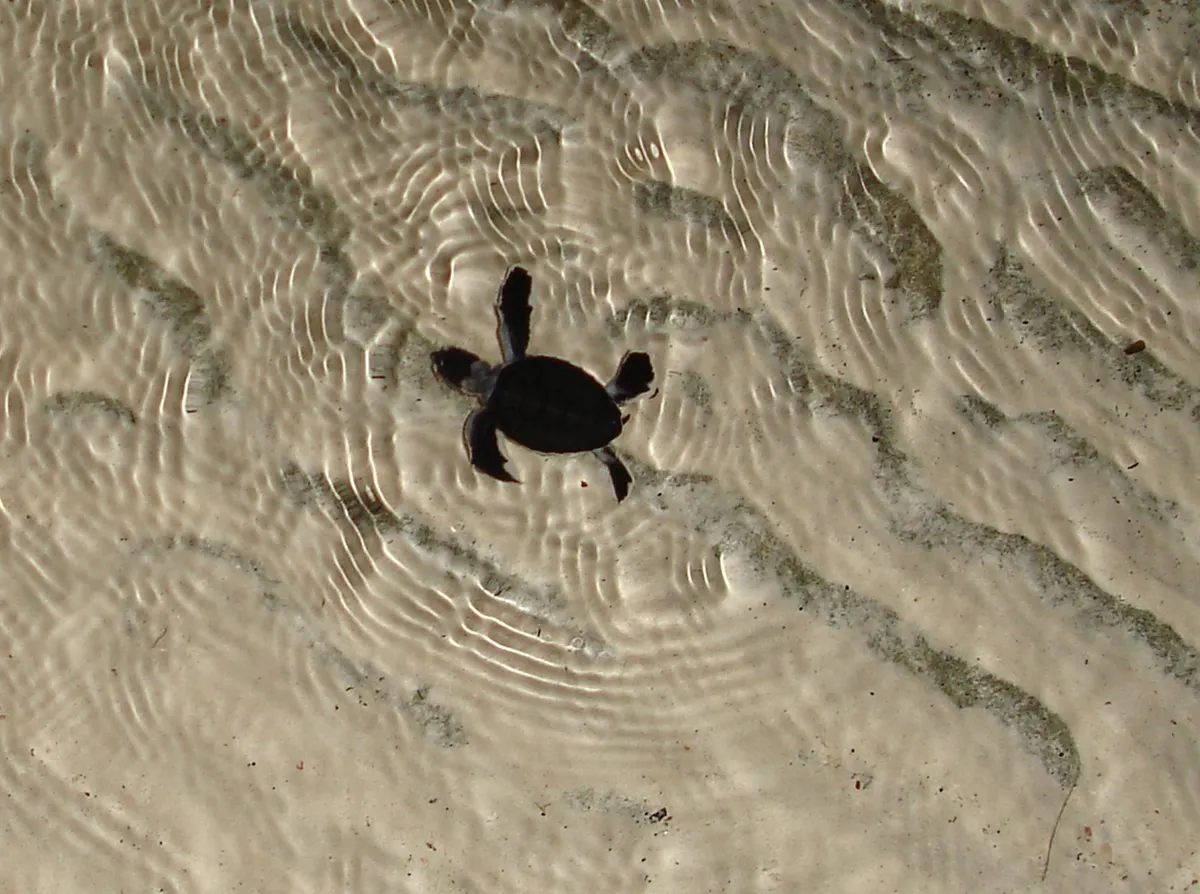 Green sea turtle hatchling moving across sand