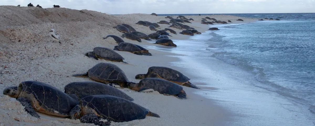 Dozens of green sea turtles hauled out together along a sandy shoreline