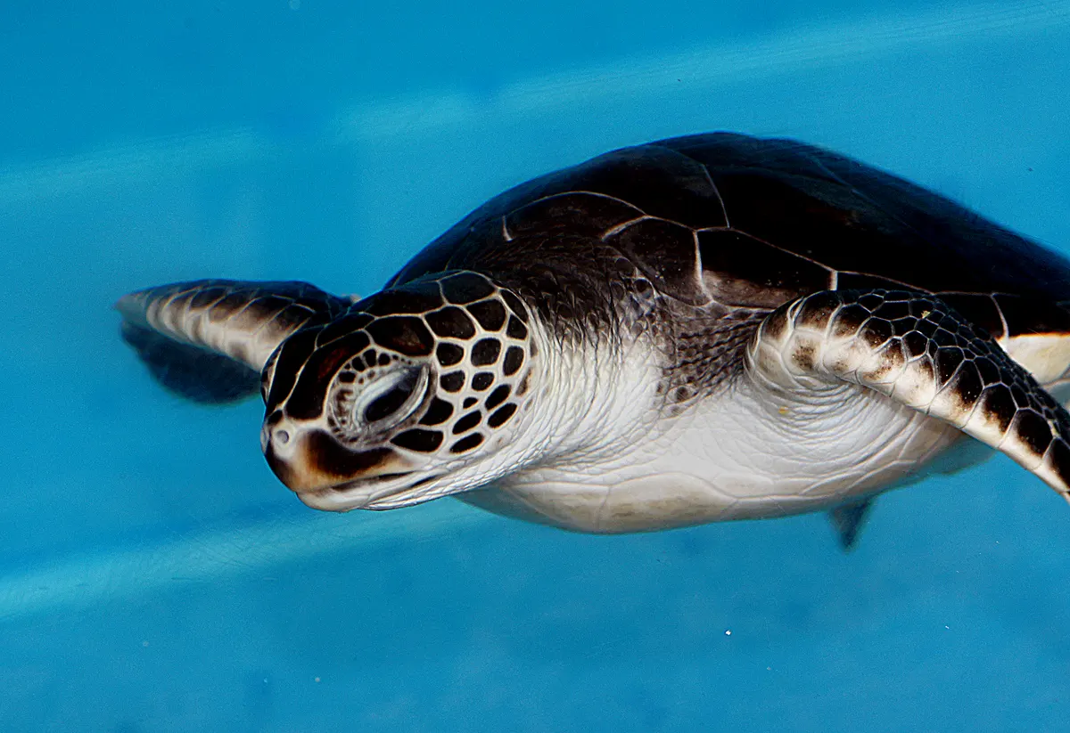 Green sea turtle hatchling on a nesting beach