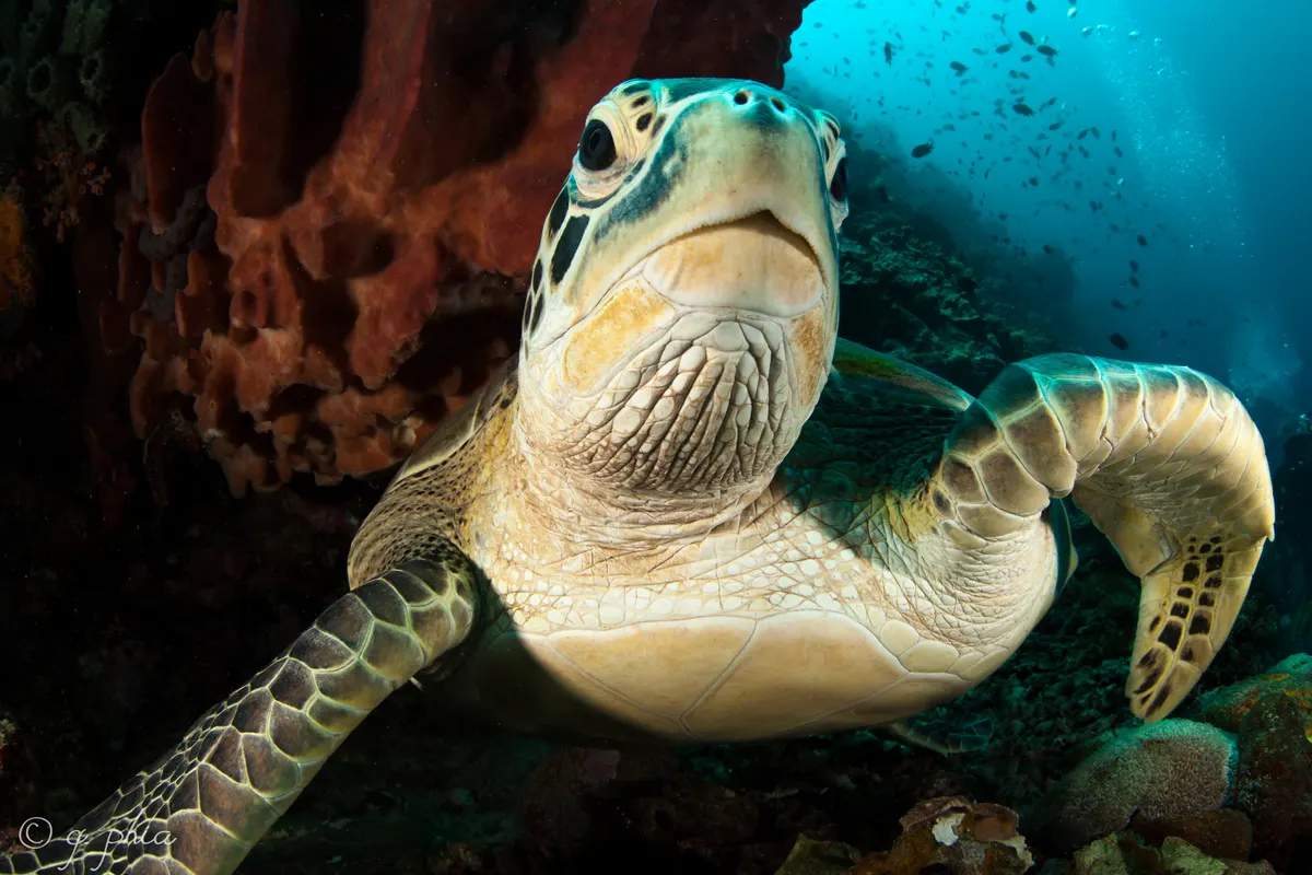 Green sea turtle facing the camera beneath a reef overhang