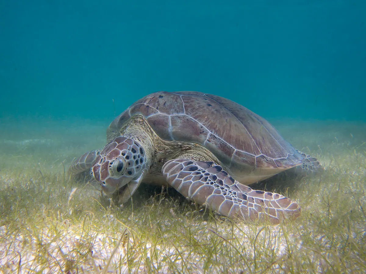 Green sea turtle feeding on seagrass underwater