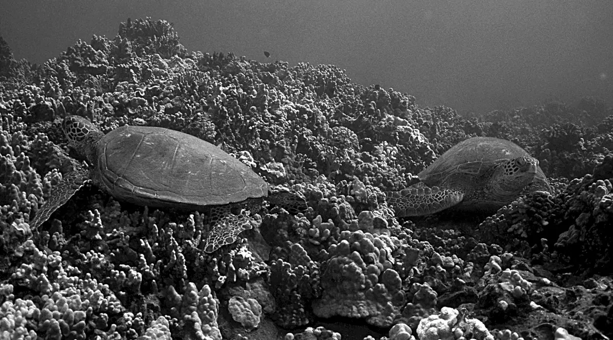 Several green sea turtles resting together on a reef