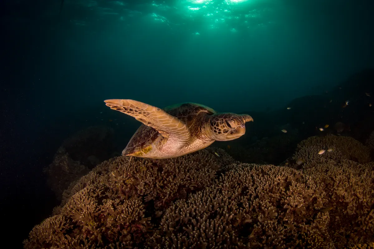 Green sea turtle swimming in sunlit ocean water