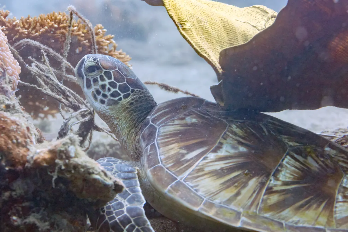Green sea turtle swimming over reef and seagrass habitat